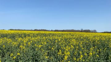 itinéraire colza agroécologie